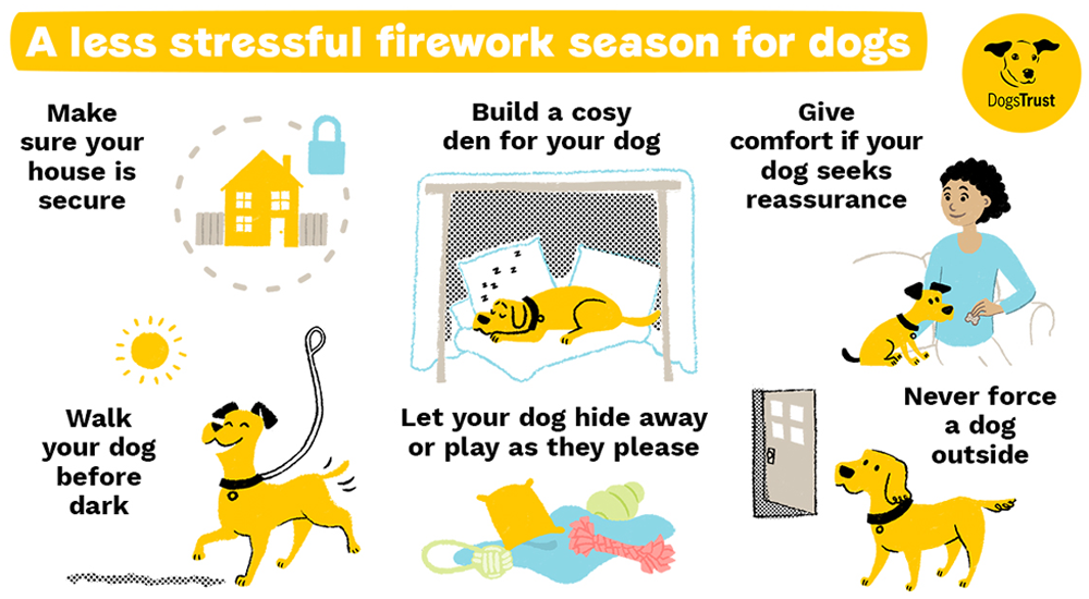 Top Tips for Dogs on Bonfire Night
