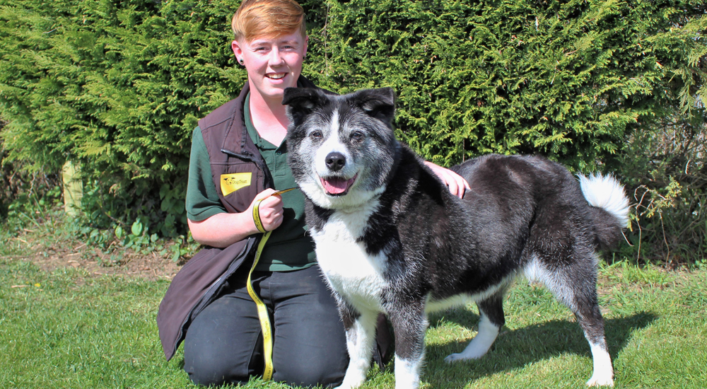 Dogs Trust Kenilworth urges people to give old dogs new digs