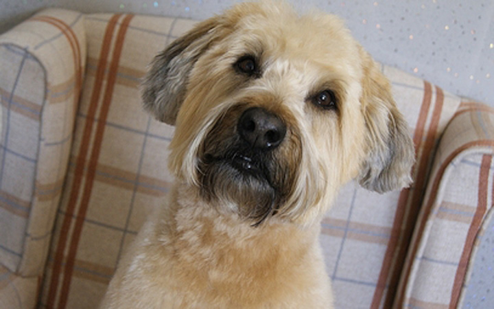 Hair Off The Dog Pet Groomers image 6