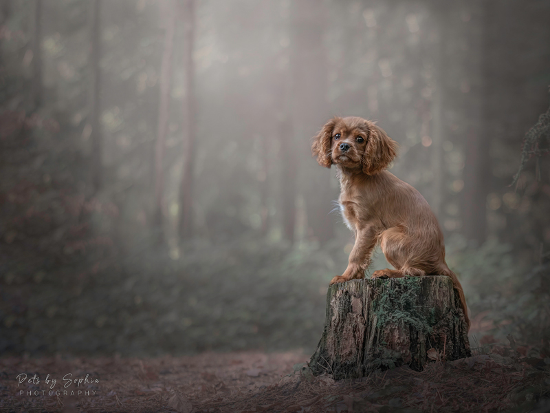 Pets By Sophia Photography